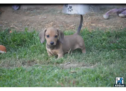 a dachshund puppy sitting in the grass